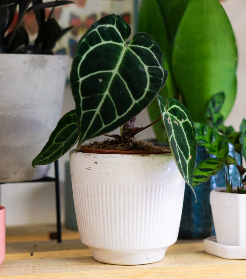 Anthurium Crystallinum Hybrid (Red?)