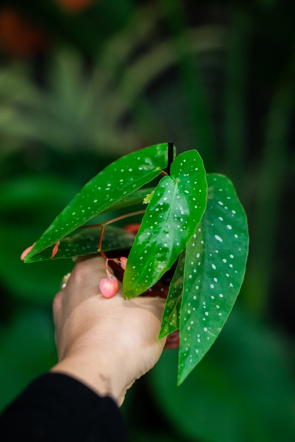 Begonia Albopicta "Silver leaf" 
