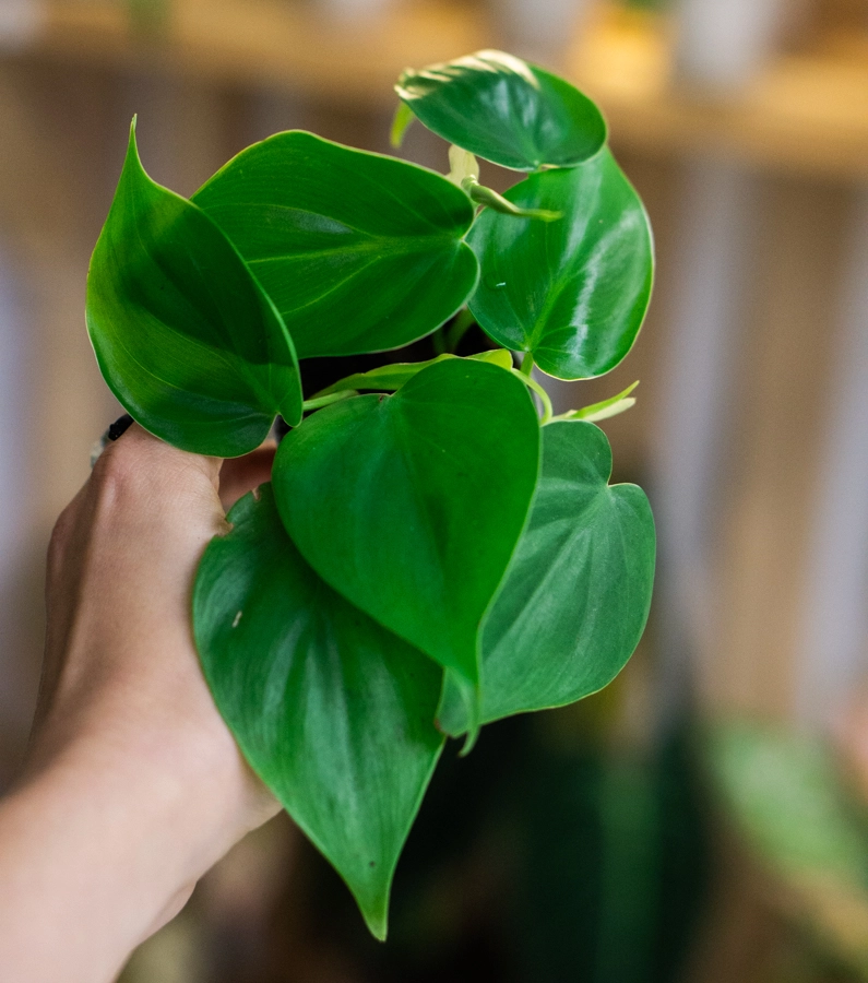Baby Philodendron Hederaceum Scandens (Zachráň ma)