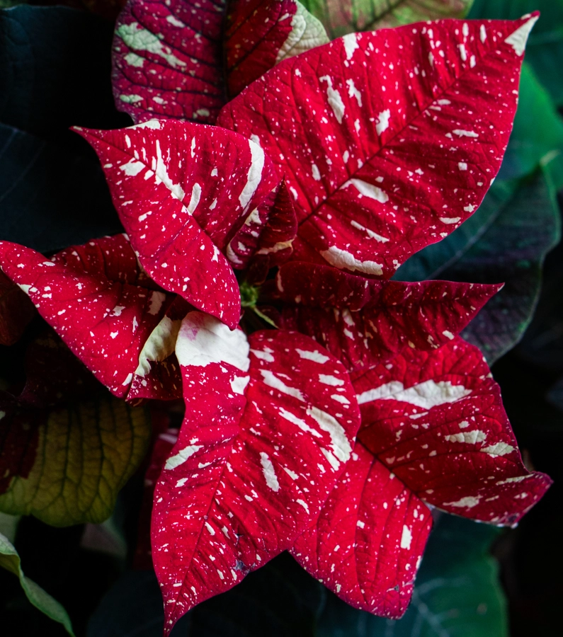 Panašovaná Vianočná ruža/ Poinsettia variegata / Euphorbia pulcherrima