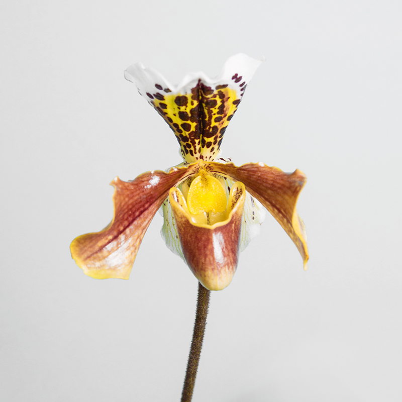 Paphiopedilum leeanum