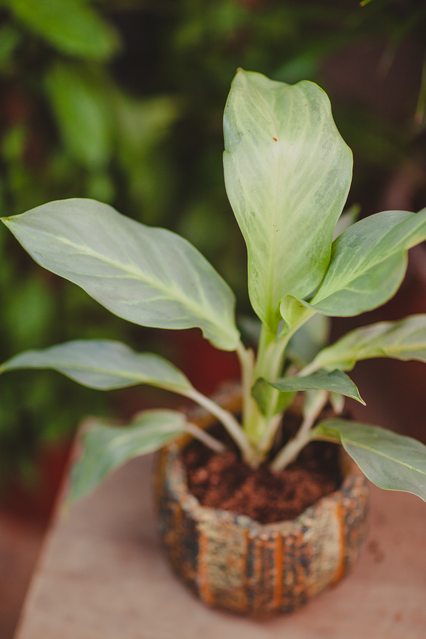 Aglaonema Aqua Green