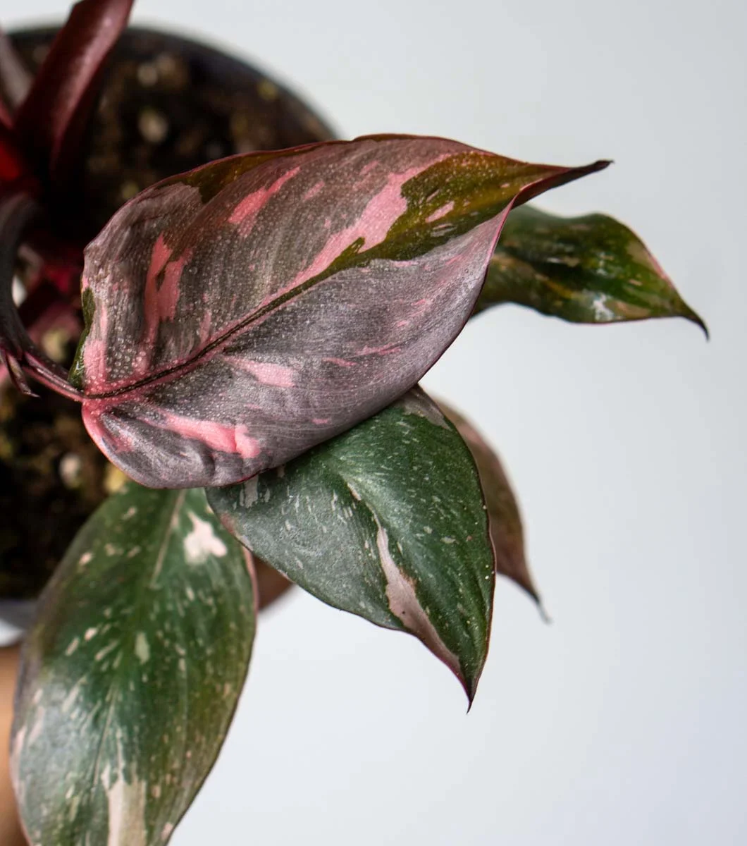 Philodendron Pink Princess Marble (Brutálne sfarbenie krásne)
