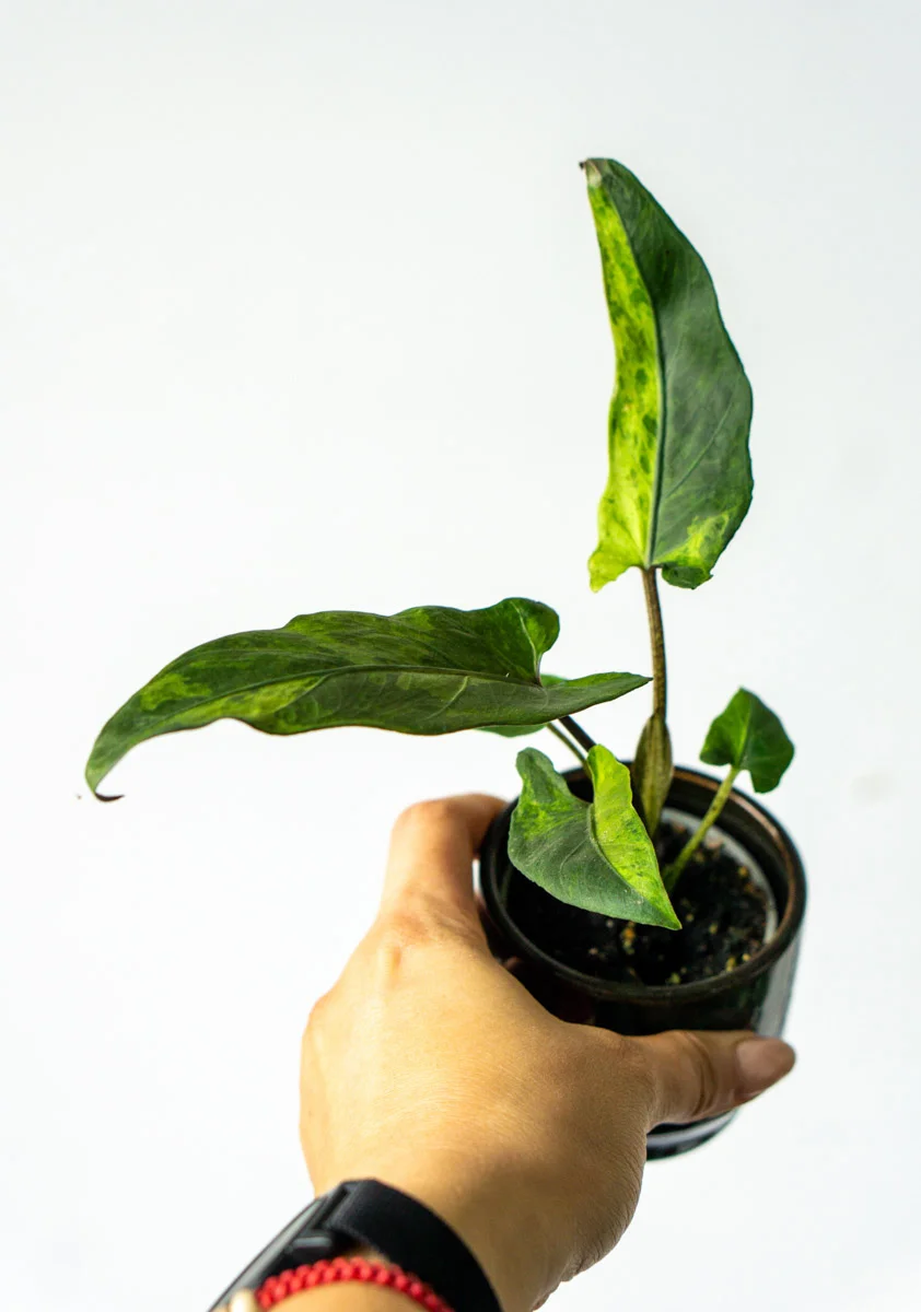 Baby Alocasia Lauterbachiana variegata