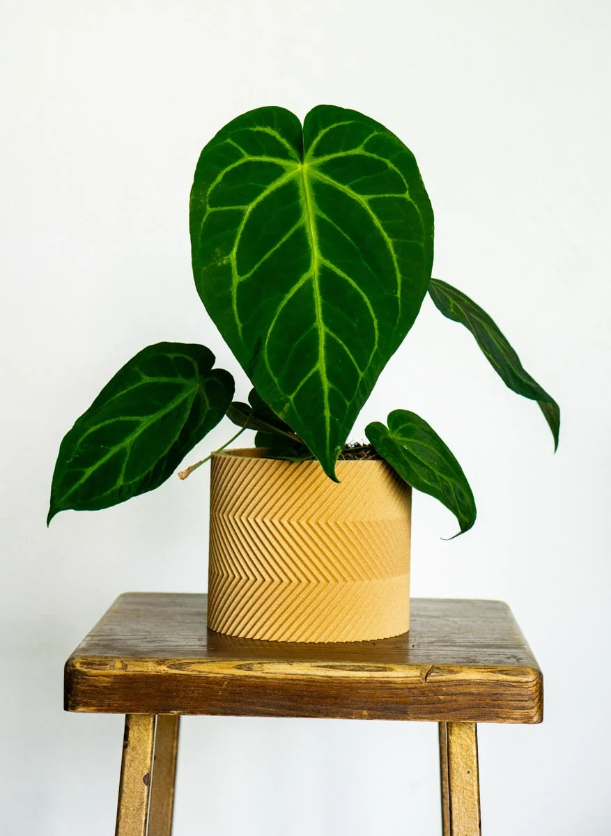 Anthurium Magnificum