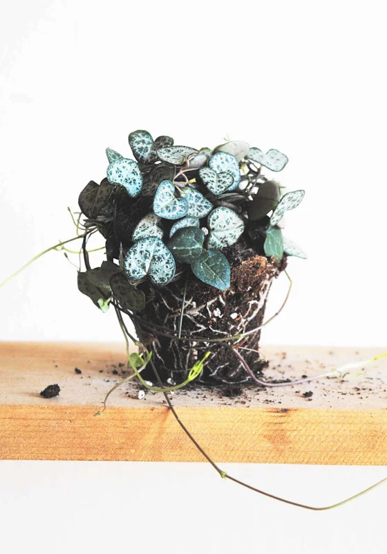 Ceropegia Woodii / Lampášik / String of hearts