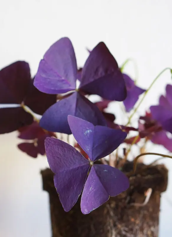 Oxalis Triangularis (krásne husté, veľké a zakvitnuté)