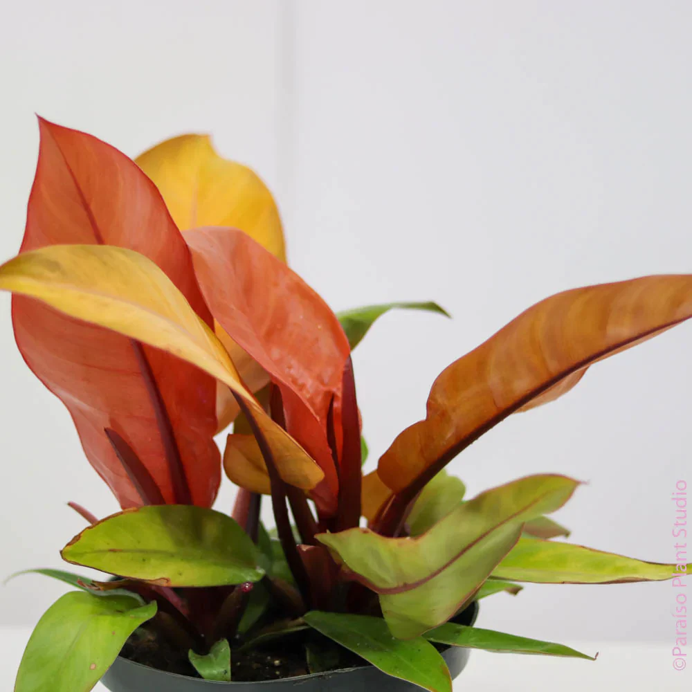 Philodendron Prince of Orange (SUPER CENA!)