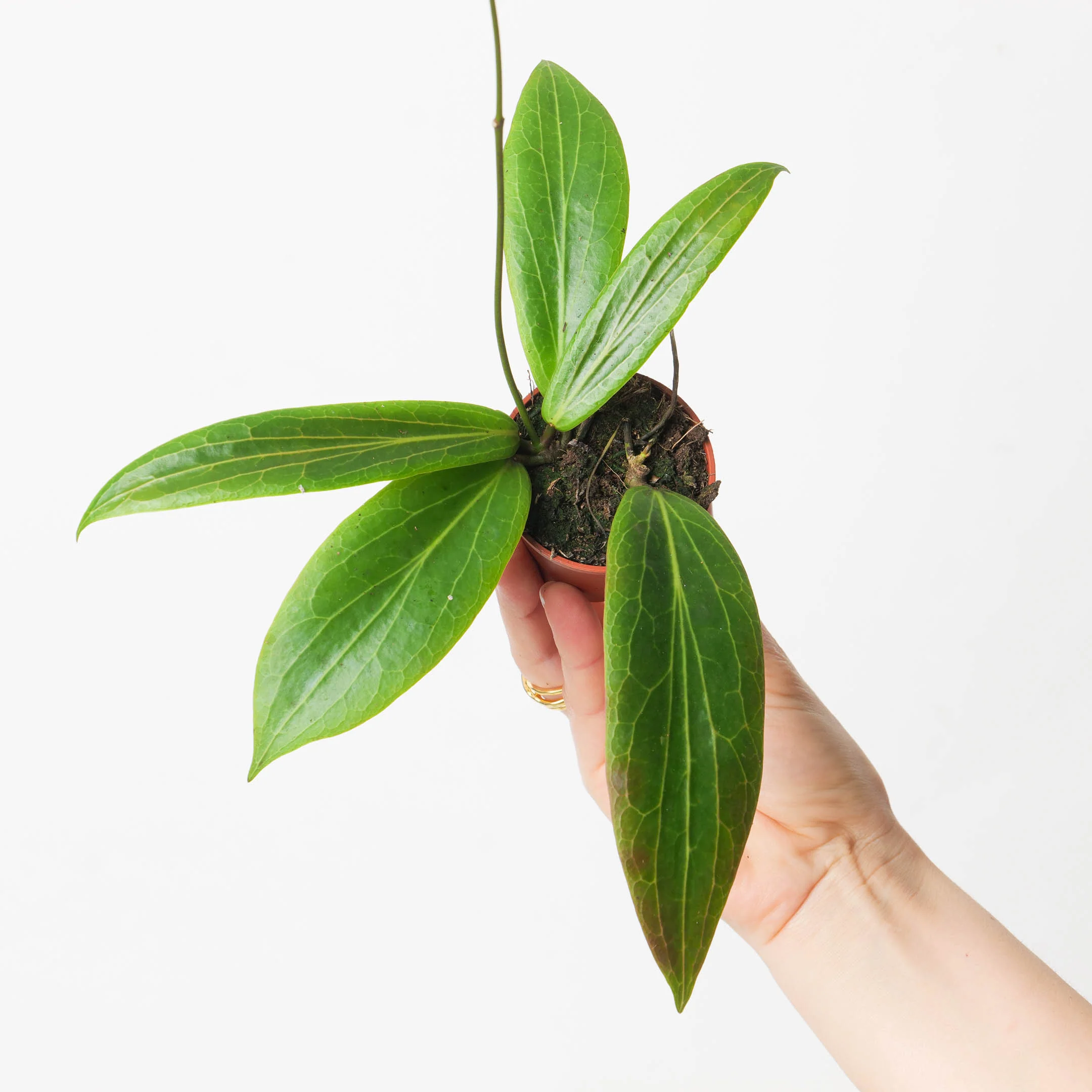Baby Hoya Soligamiana