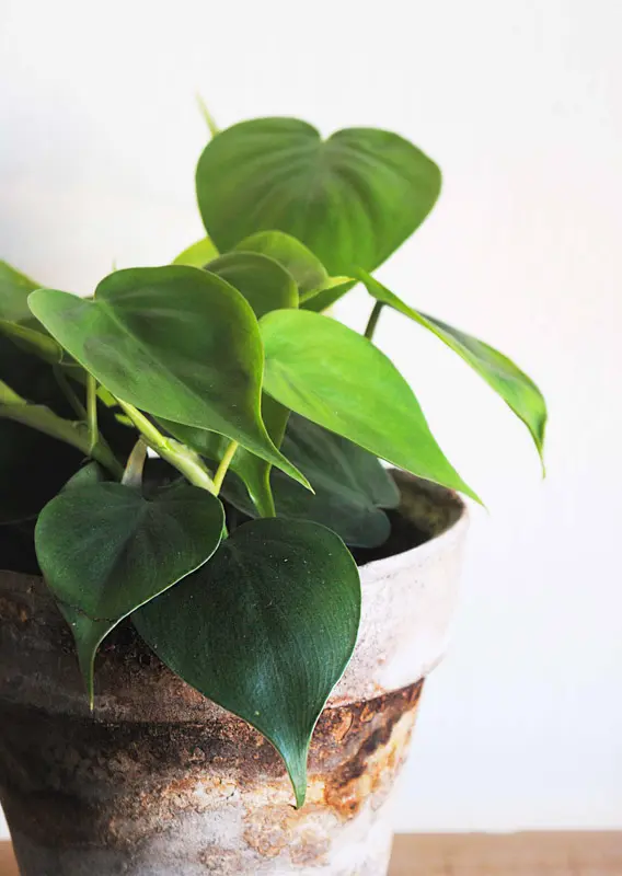 Philodendron Hederaceum Scandens (krásny hustý)