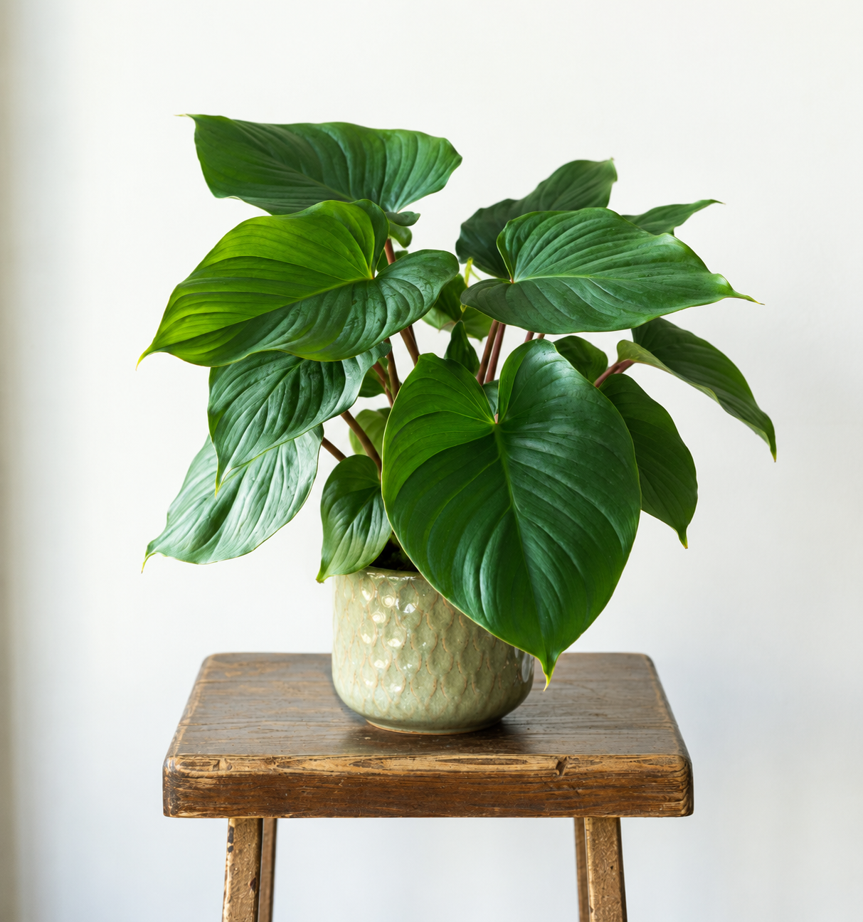 Homalomena erubescens Maggie