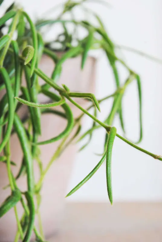 Hoya Linearis