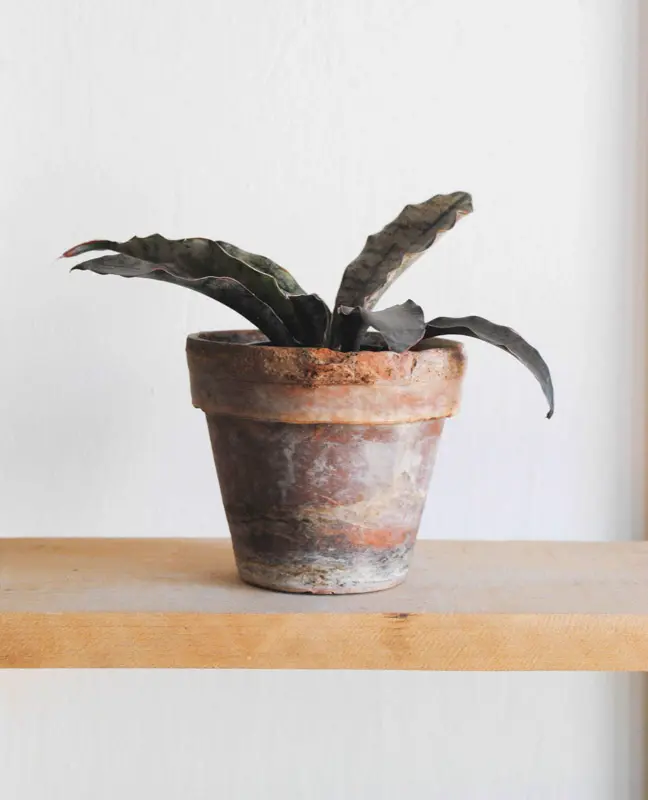 Sansevieria Kirkii var. Pulchra "Coppertone"