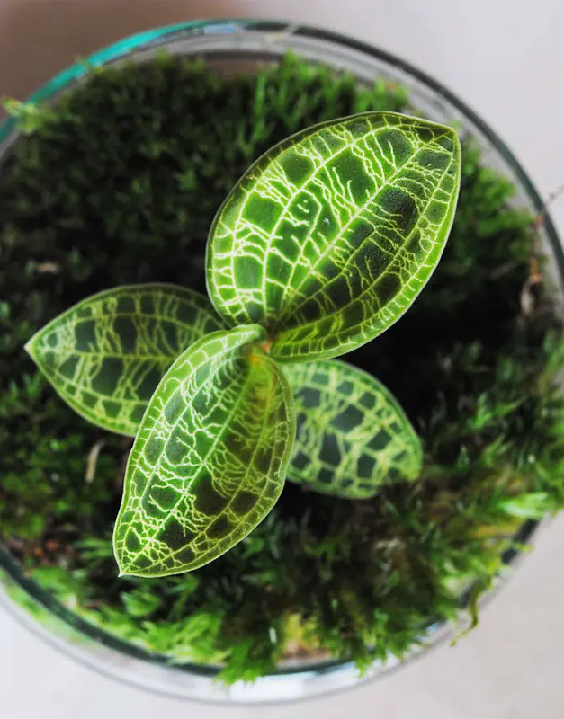 Macodes Petola - Jewel Orchid