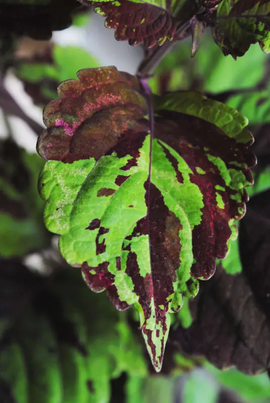 Coleus Wizard Mosaic Hybrid (Tiger) - krásne hustejšie ako na foto