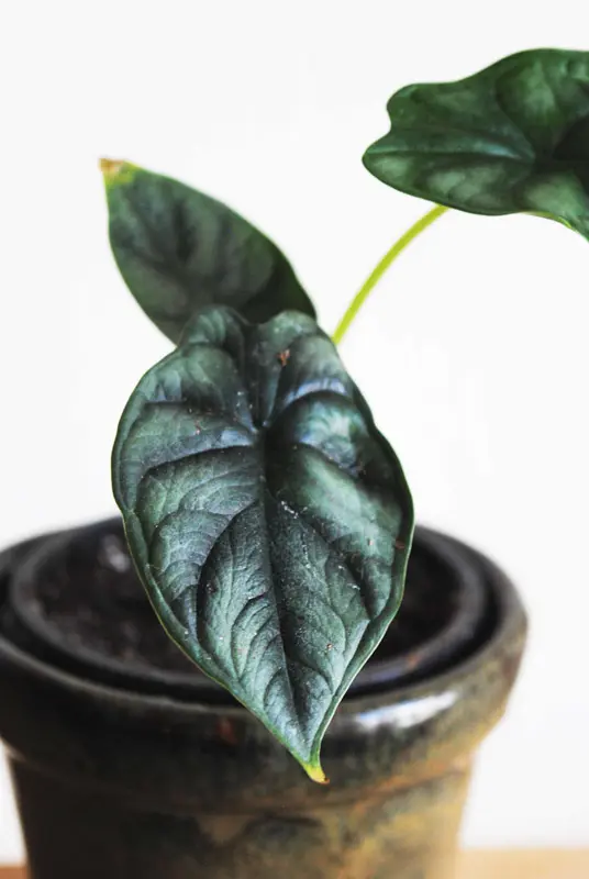 Baby Alocasia Baginda Dragon Scale