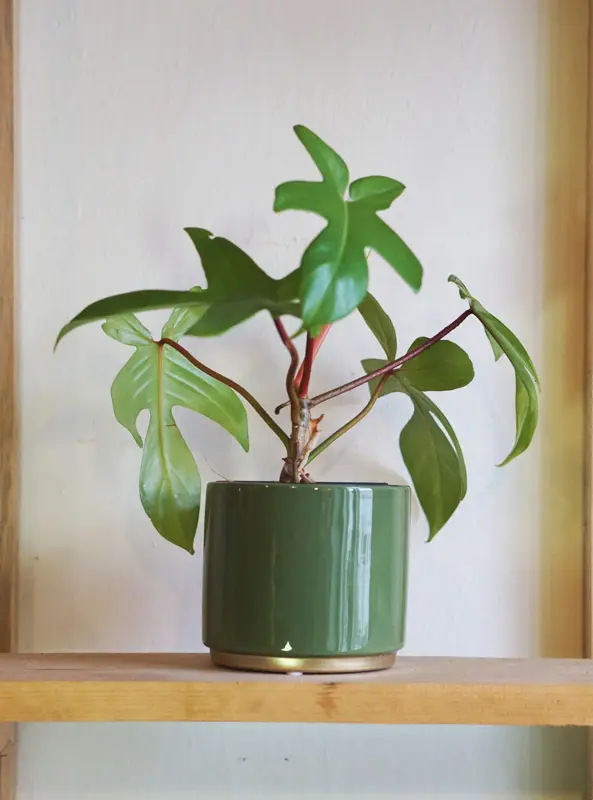 Philodendron Florida Green