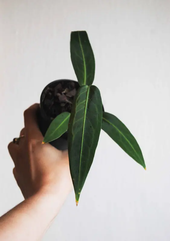 Baby QUEEN Anthurium Warocqueanum (seedling)  (Zachráň ma)