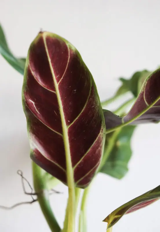 Philodendron Subhastatum MINT (revert?)