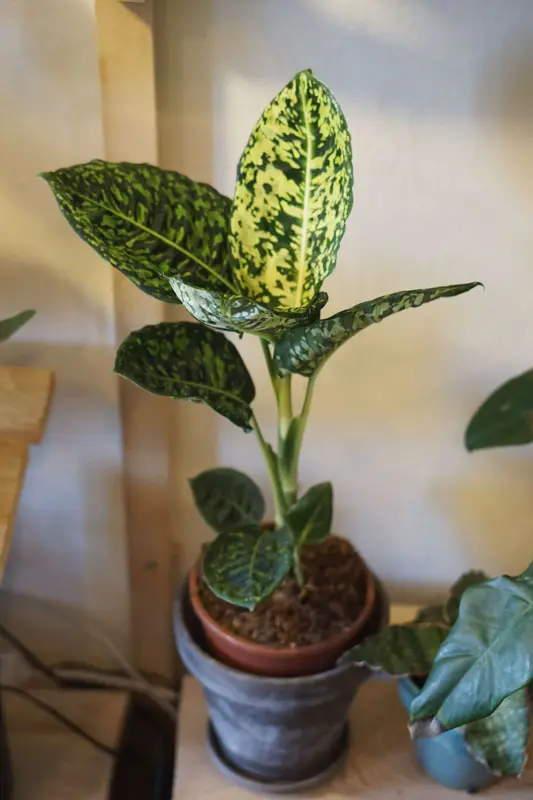 Dieffenbachia Reflector (L)