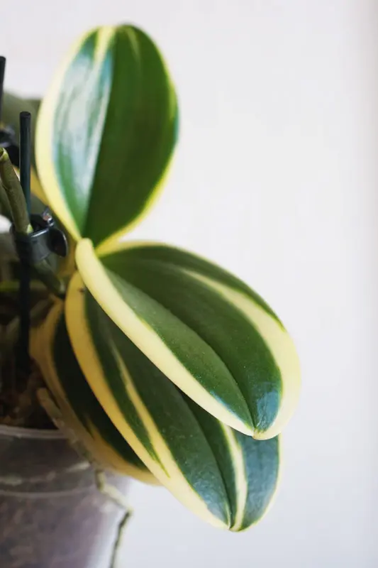 Phalaenopsis variegata Sogo Vivien marginata