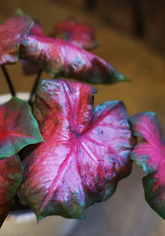 Caladium Freida Hemple 