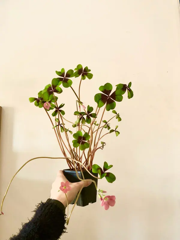 Oxalis Deppei
