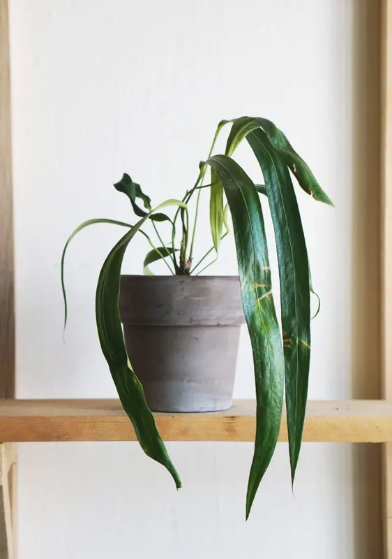 Anthurium Friedrichsthalii