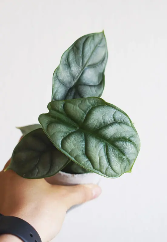 Baby Alocasia Silver Dragon