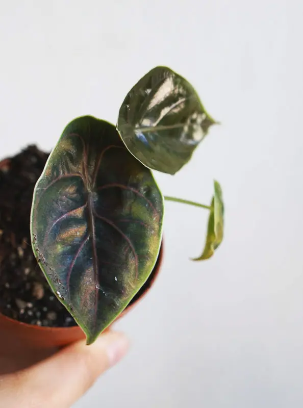 Alocasia Azlanii