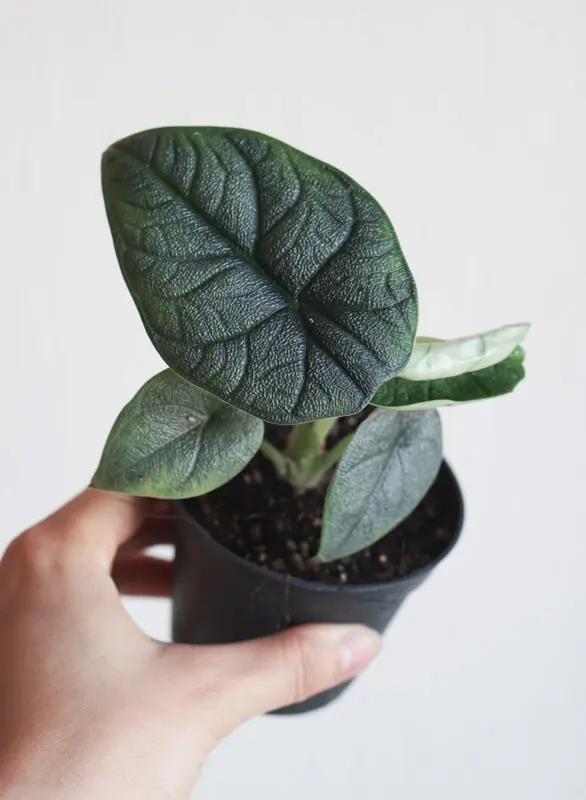 Baby Alocasia Melo (Zachráň ma)