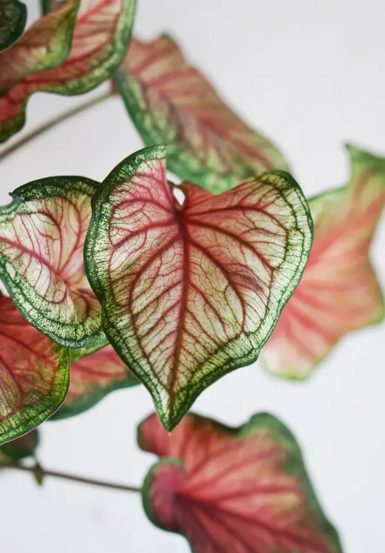 Caladium bicolor