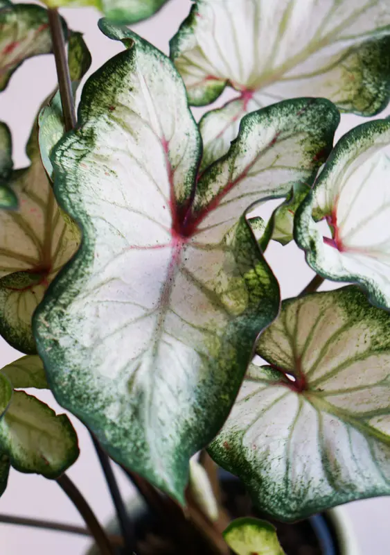 Caladium White Delight