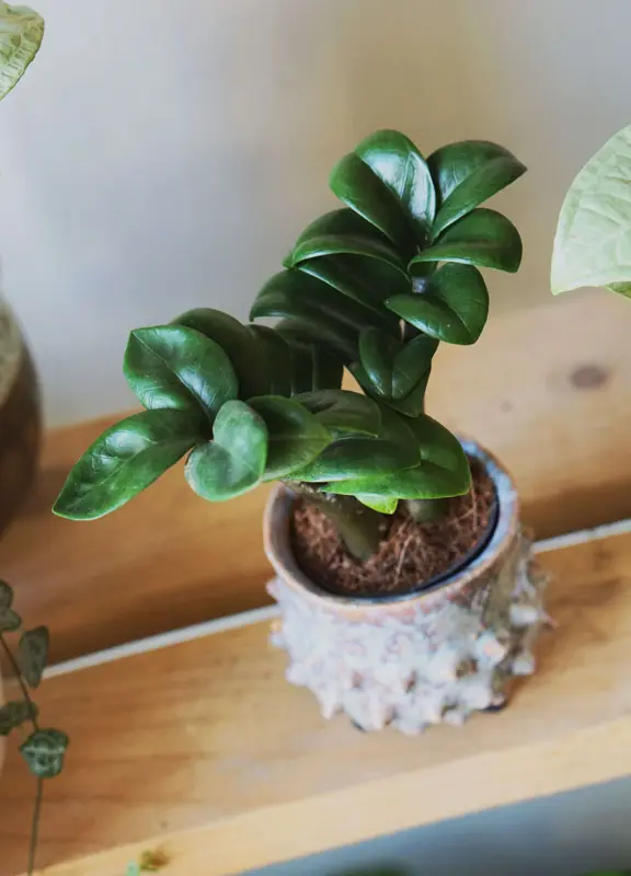Zamioculcas Zenzi nad 90€