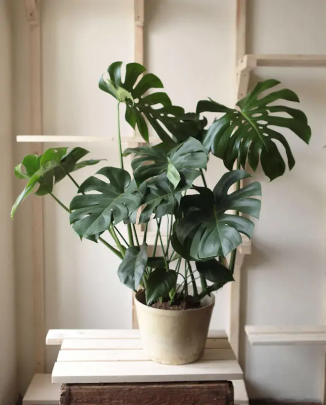 Monstera Deliciosa pravá (Len osobne)