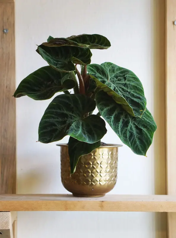 Philodendron Verrucosum incensi