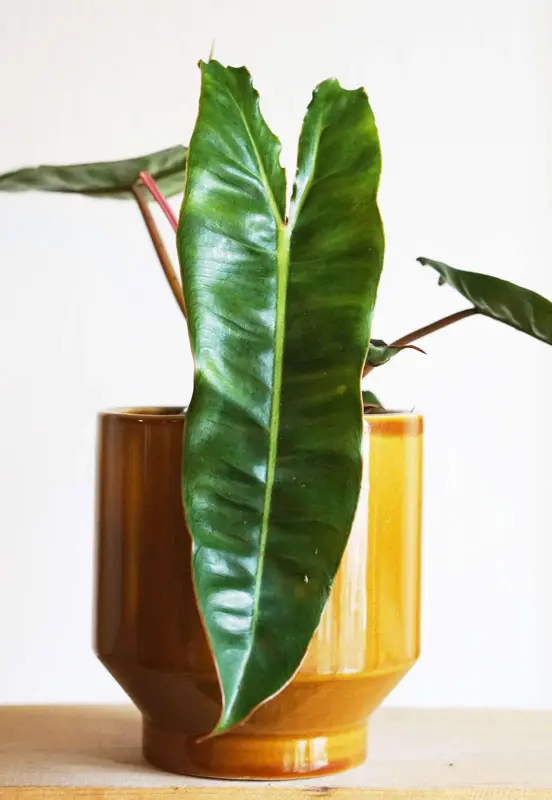 Philodendron Billietiae