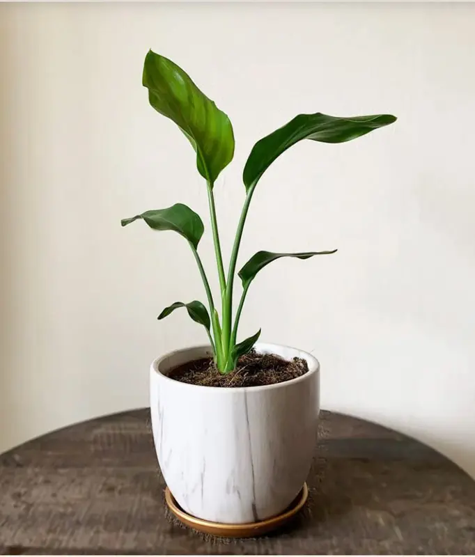 Strelitzia Nicolai - Bird of Paradise