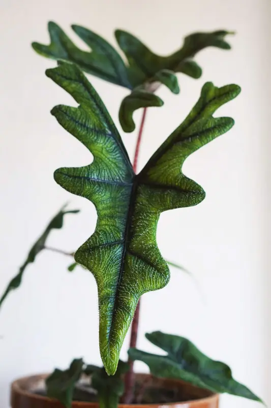 Alocasia Jacklyn
