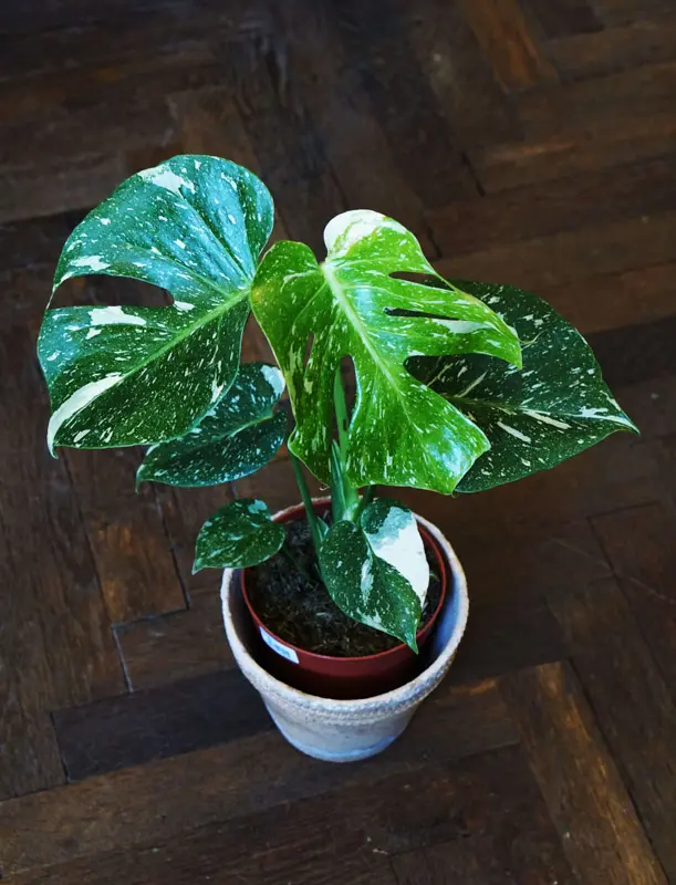 Monstera Thai Constellation (náhodné viac variegované kúsky)