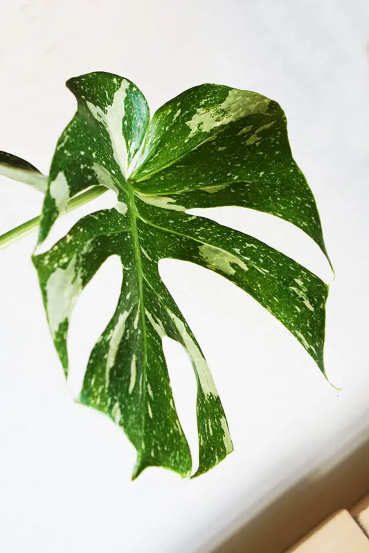 Monstera Thai Constellation (náhodný kus)