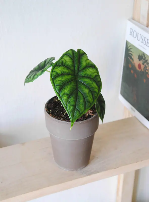 Alocasia Dragon Scale