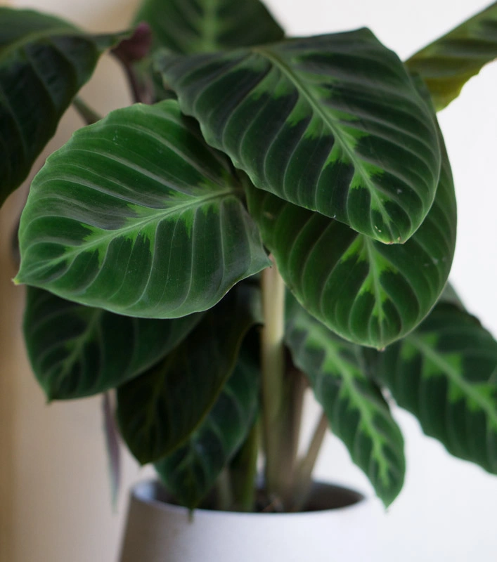Calathea Warscewiczii XL