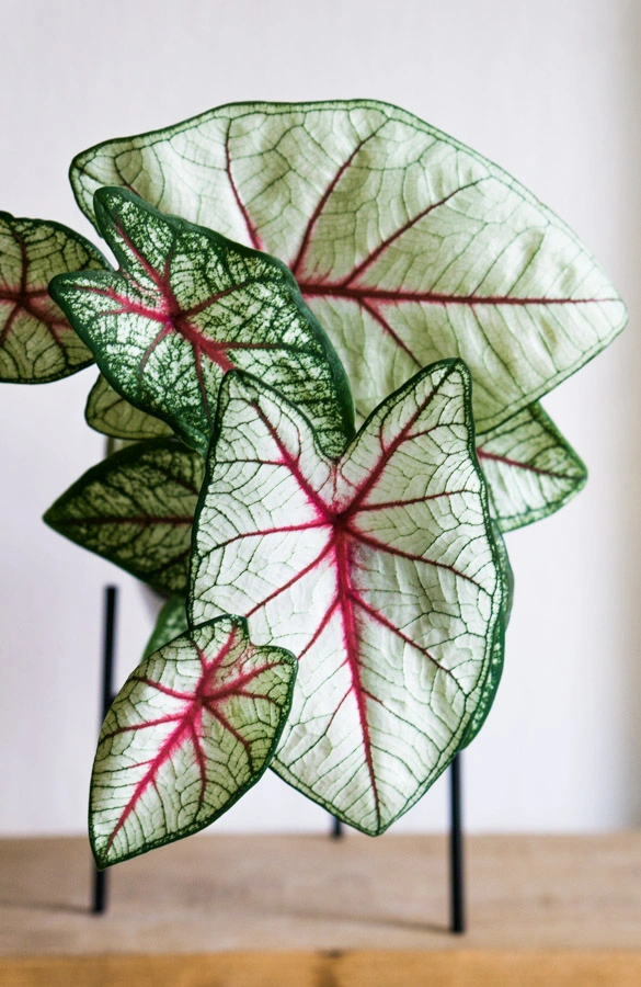 Caladium White Queen