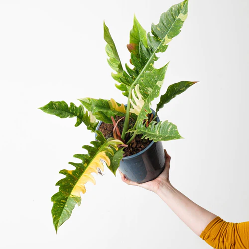 Philodendron Ring of Fire (Zachráň ma)