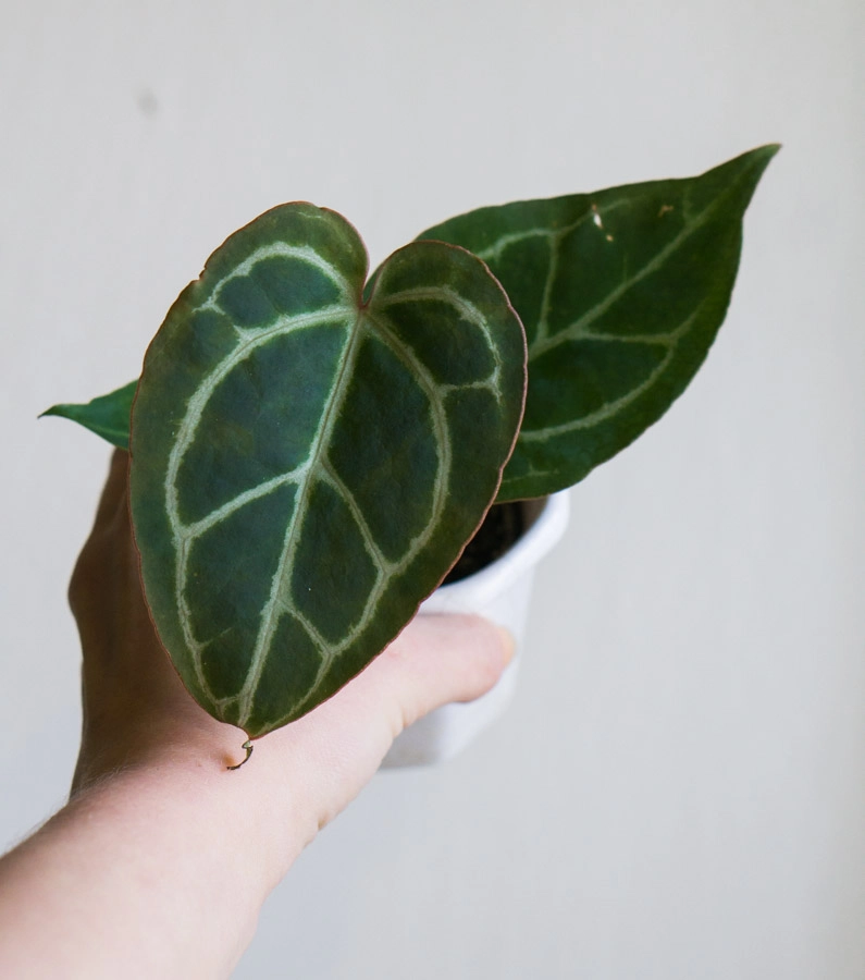 Baby Anthurium Crystallinum