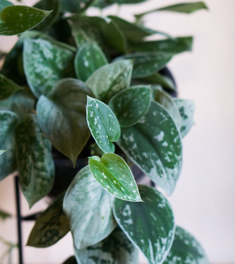 Scindapsus Pictus Silvery Ann