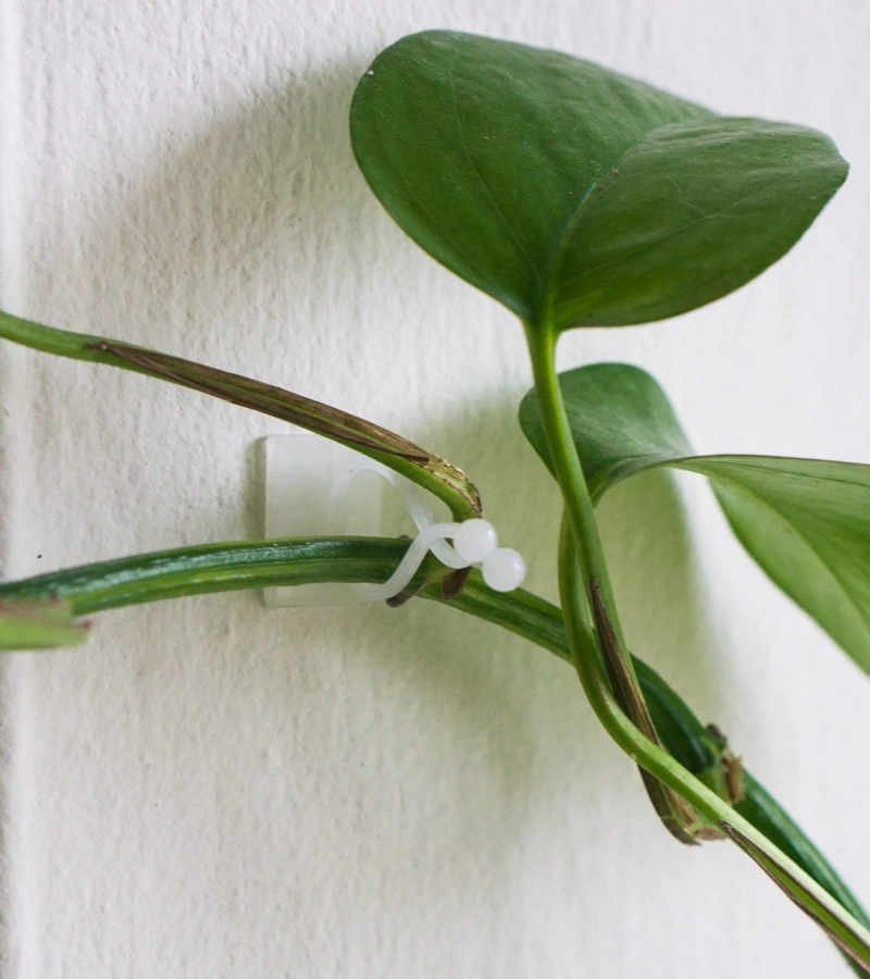 Háčik na ťahavé rastliny