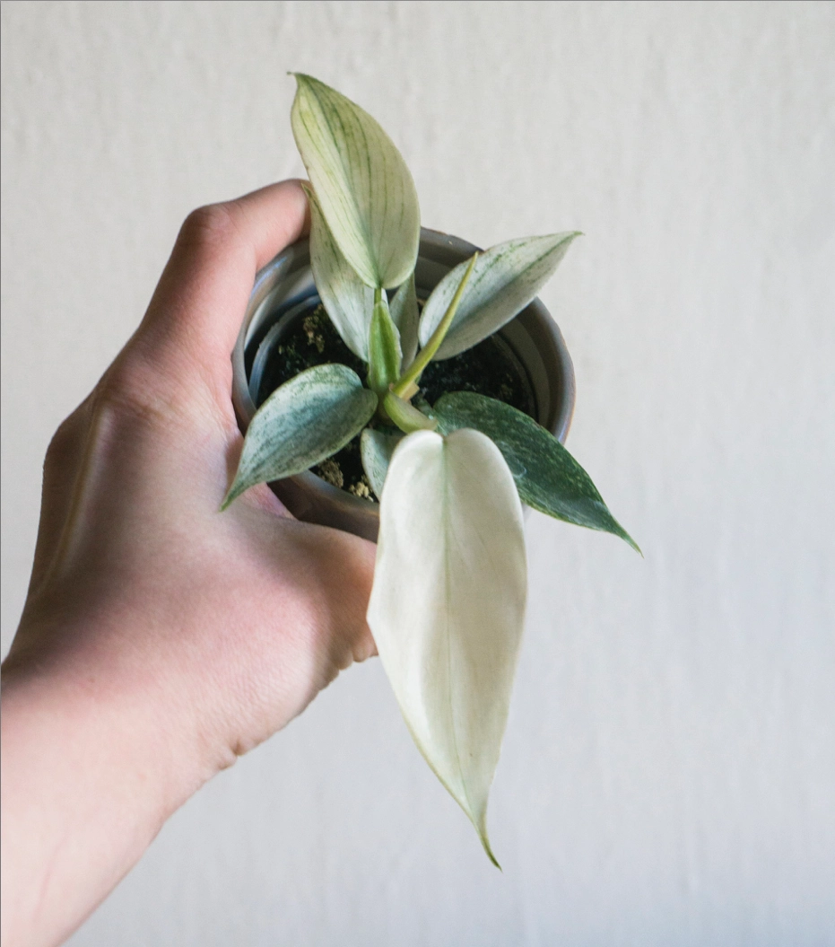 Philodendron Florida Ghost (Zachráň ma)