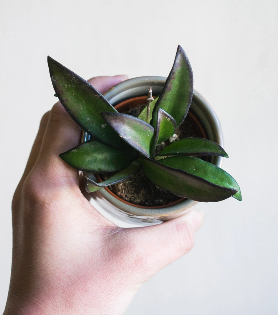 Hoya tricolor Rosita